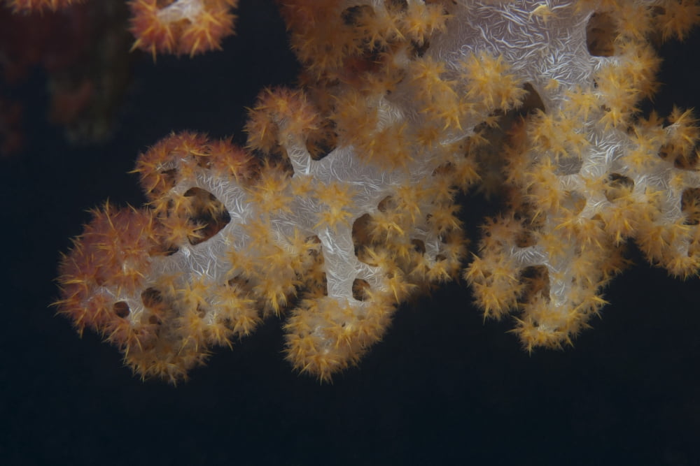 Close-up of tree coral on a Fijian reef Canvas Art - Terry MooreStocktrek Images (18 x 12)