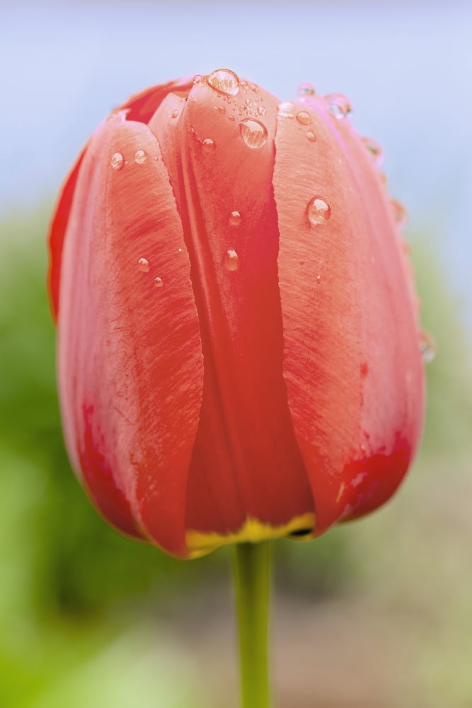 Close up of tulip Quebec Canada Canvas Art - Yves Marcoux Design Pics (12 x 19)
