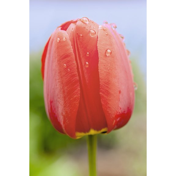 Close up of tulip Quebec Canada Canvas Art - Yves Marcoux Design Pics (12 x 19)