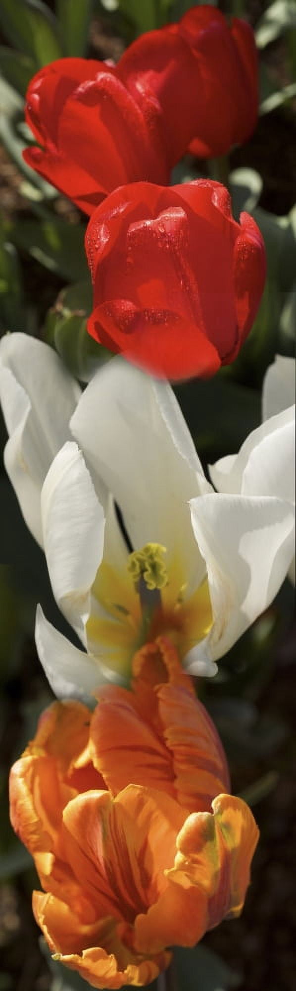 Close-up of tulip and lily flowers Canvas Art - Panoramic Images (27 x 9)