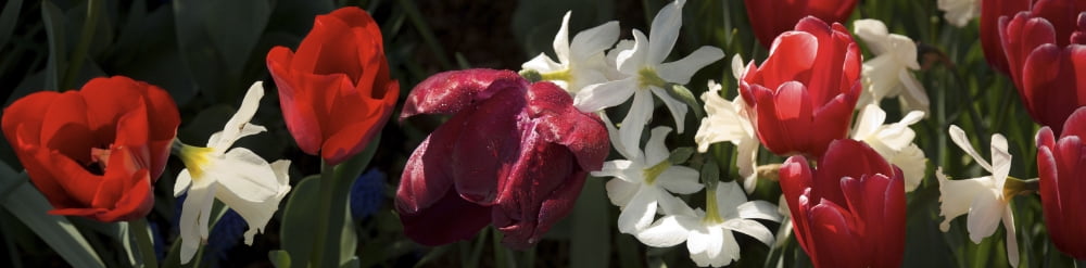 Close-up of tulip and lily flowers Canvas Art - Panoramic Images (36 x 12)