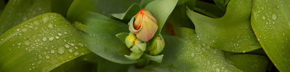 Close-up of tulip bud on plant Canvas Art - Panoramic Images (27 x 9)