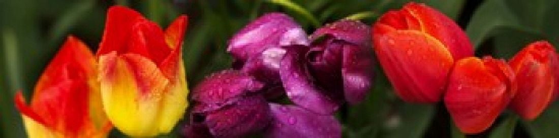 Close-up of tulip flowers Canvas Art - Panoramic Images (20 x 5)