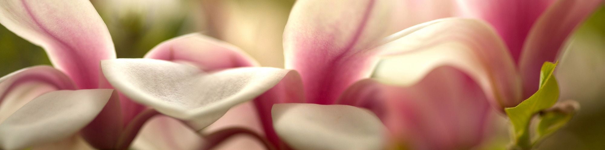 Close-up of tulip flowers Canvas Art - Panoramic Images (27 x 9)