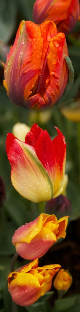 Close-up of tulip flowers Canvas Art - Panoramic Images (36 x 9)