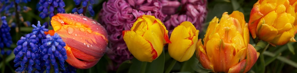 Close-up of tulip flowers buds Canvas Art - Panoramic Images (27 x 9)