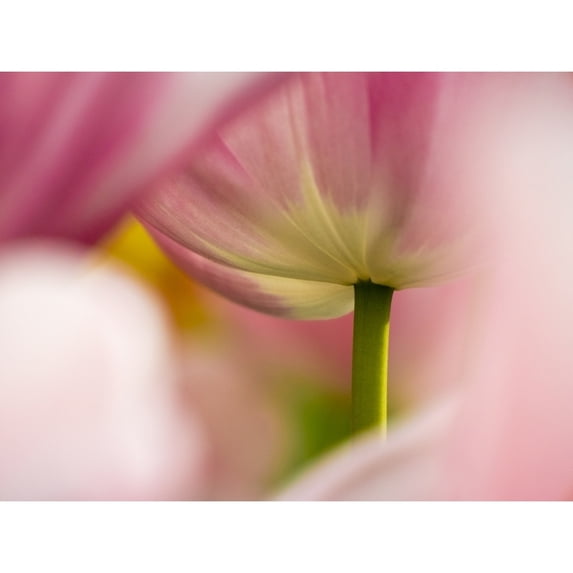 Close-up of tulips Poster Print by Terry Eggers (18 x 24)