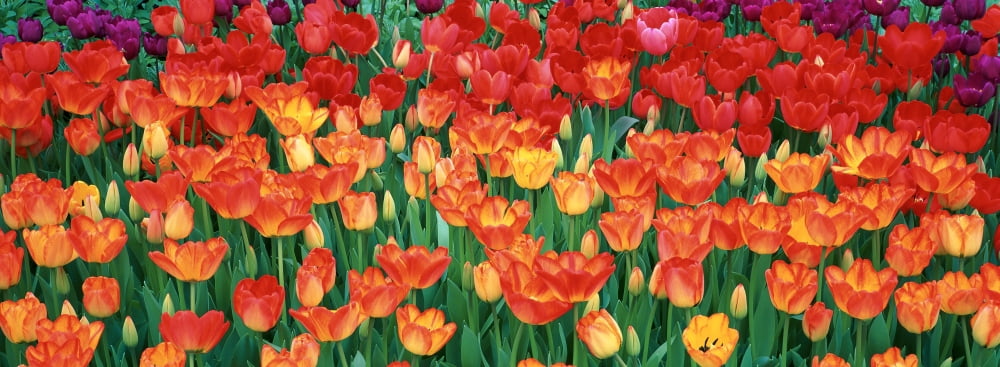 Close-up of tulips in a garden Botanical Garden of Buffalo and Erie County Buffalo New York USA Canvas Art - Panoramic Images (36 x 12)
