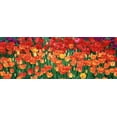 thumbnail image 1 of Close-up of tulips in a garden, Botanical Garden of Buffalo and Erie County, Buffalo, New York, USA Poster Print (27 x 9), 1 of 1