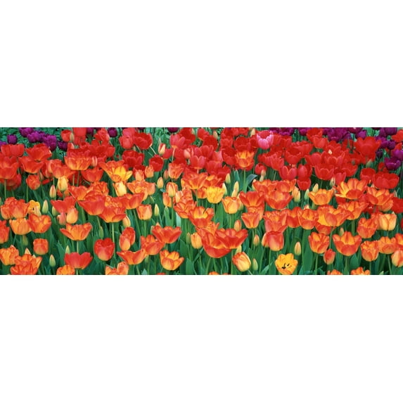 Close-up of tulips in a garden, Botanical Garden of Buffalo and Erie County, Buffalo, New York, USA Poster Print (36 x 12)