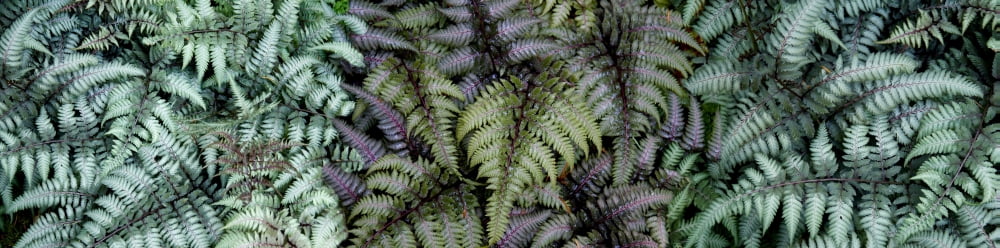 Close-up of turquoise ferns Canvas Art - Panoramic Images (27 x 9)
