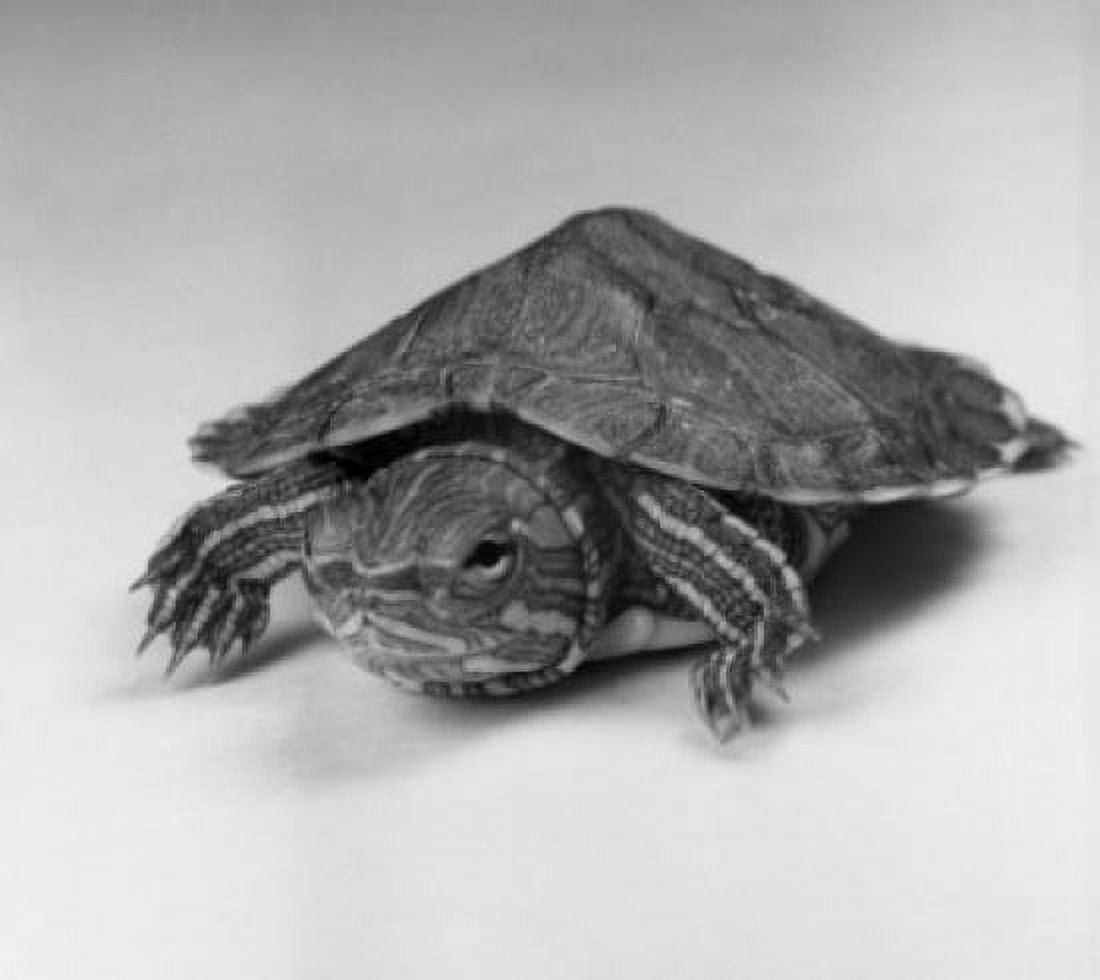 Close up of turtle Canvas Art - (18 x 24)
