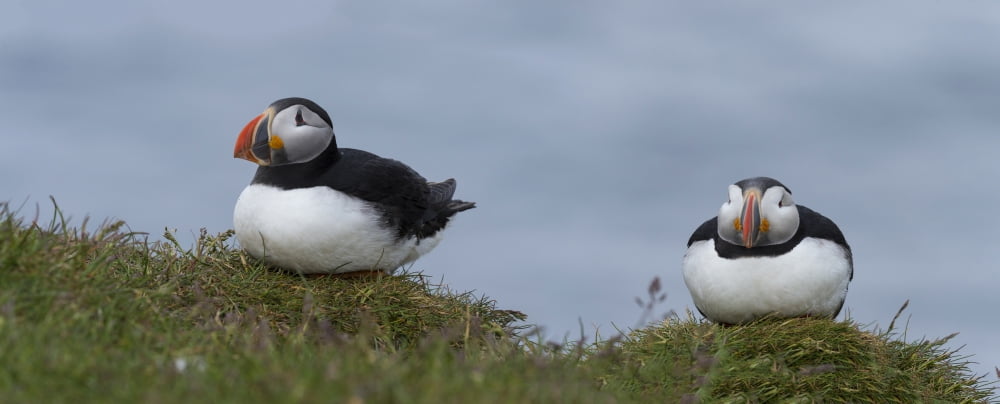 Close-up of two Atlantic Puffins (Fratercula arctica) perching on the coast Iceland Canvas Art - Panoramic Images (27 x 9)