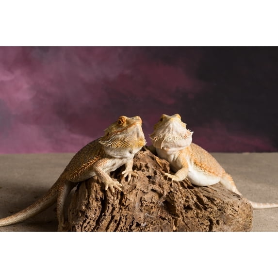 Close-up of two Bearded dragon on rock Poster Print by Panoramic Images