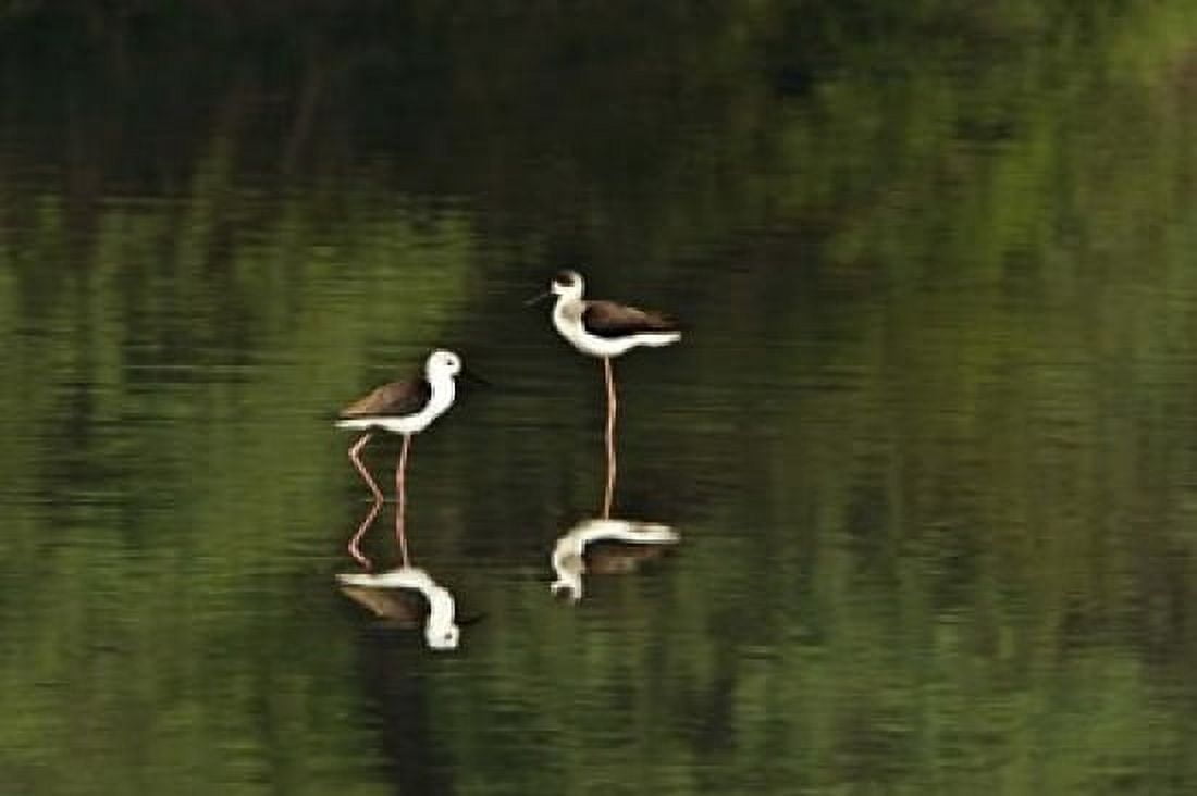 Close-up of two Black-Winged stilts (Himantopus himantopus) in water Keoladeo National Park Rajasthan India Canvas Art - Panoramic Images (16 x 11)