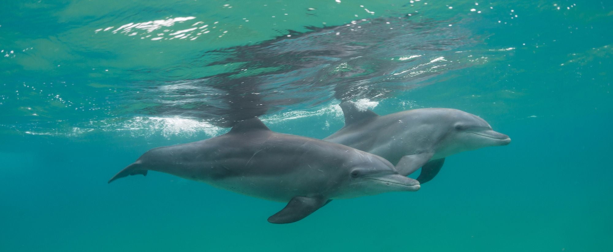 Close-up of two Bottle-Nosed Dolphins (Tursiops truncatus) swimming in sea Sodwana Bay South Africa Canvas Art - Panoramic Images (27 x 9)