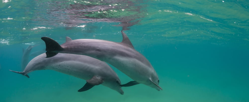 Close-up of two Bottle-Nosed Dolphins (Tursiops truncatus) swimming in sea Sodwana Bay South Africa Canvas Art - Panoramic Images (36 x 12)