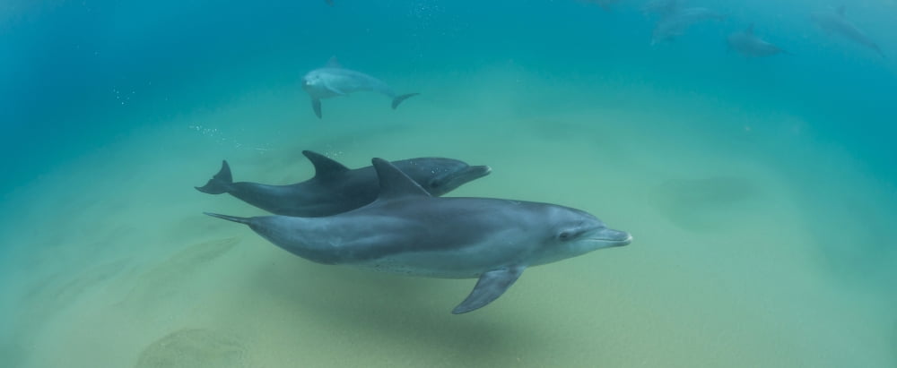 Close-up of two Bottle-Nosed Dolphins (Tursiops truncatus) swimming in sea Sodwana Bay South Africa Canvas Art - Panoramic Images (36 x 12)