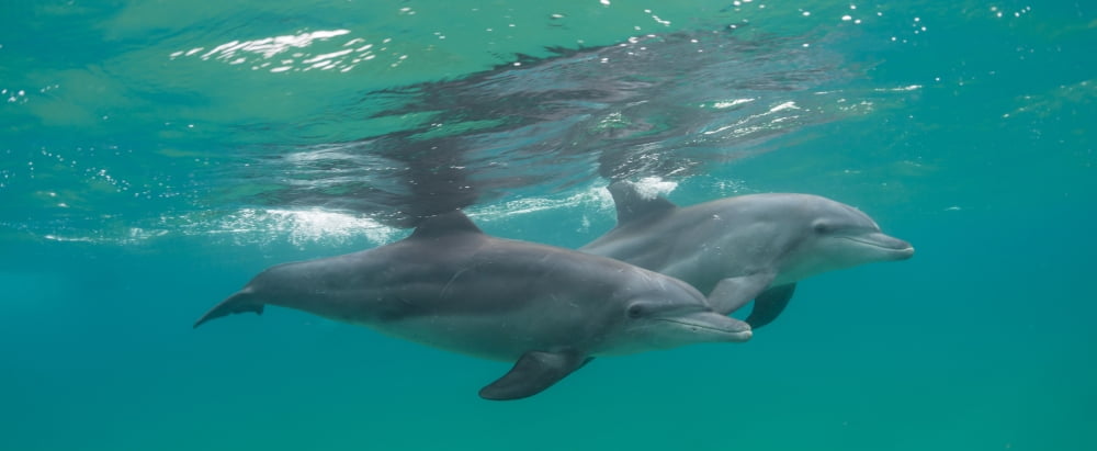 Close-up of two Bottle-Nosed Dolphins (Tursiops truncatus) swimming in sea Sodwana Bay South Africa Canvas Art - Panoramic Images (36 x 12)