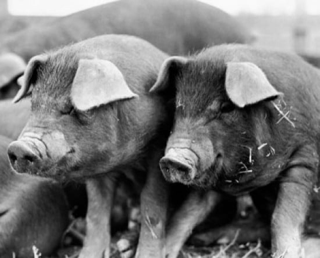 Close-up of two Duroc pigs Canvas Art - (18 x 24)