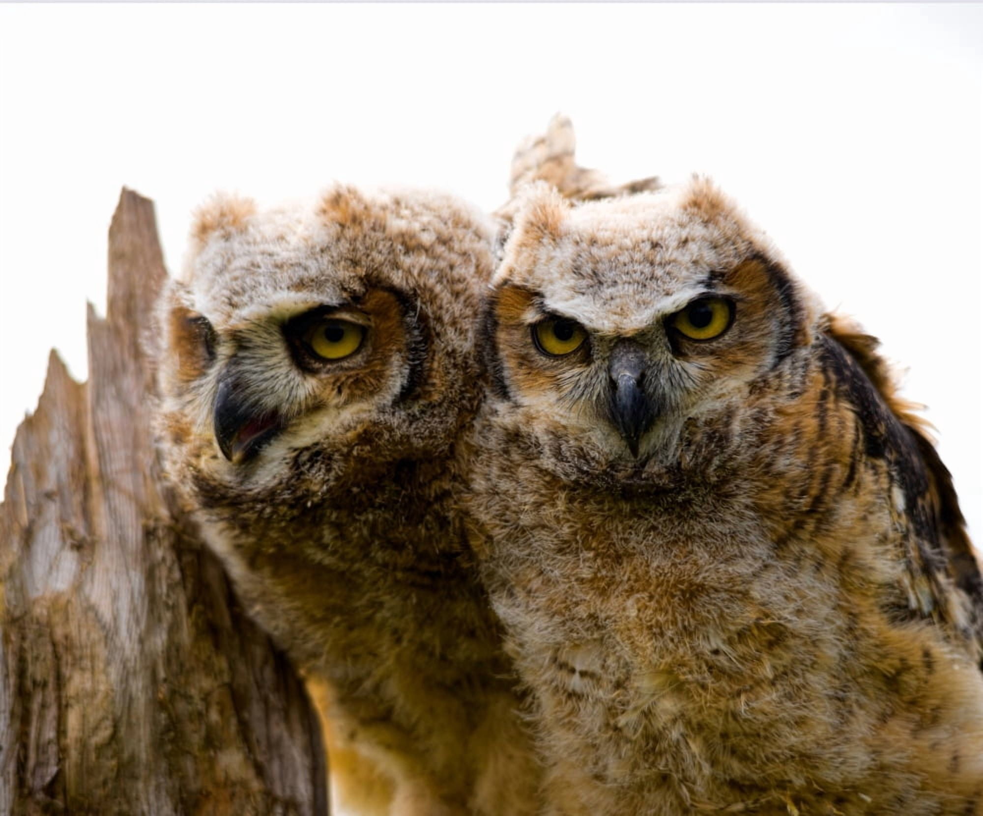 Close-up of two Great Horned Owlets (Bubo virginianus) Canvas Art - Panoramic Images (27 x 9)