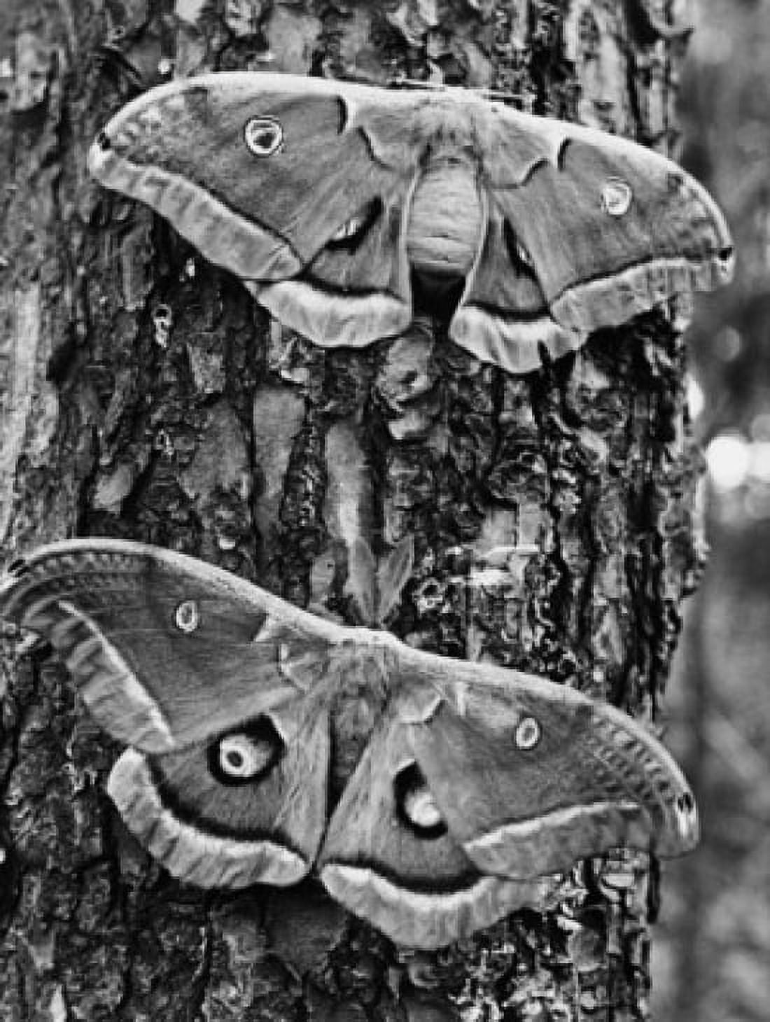 Close-up of two Polyphemus Moths perching on a tree trunk (Antheraea polyphemus) Canvas Art - (24 x 36)