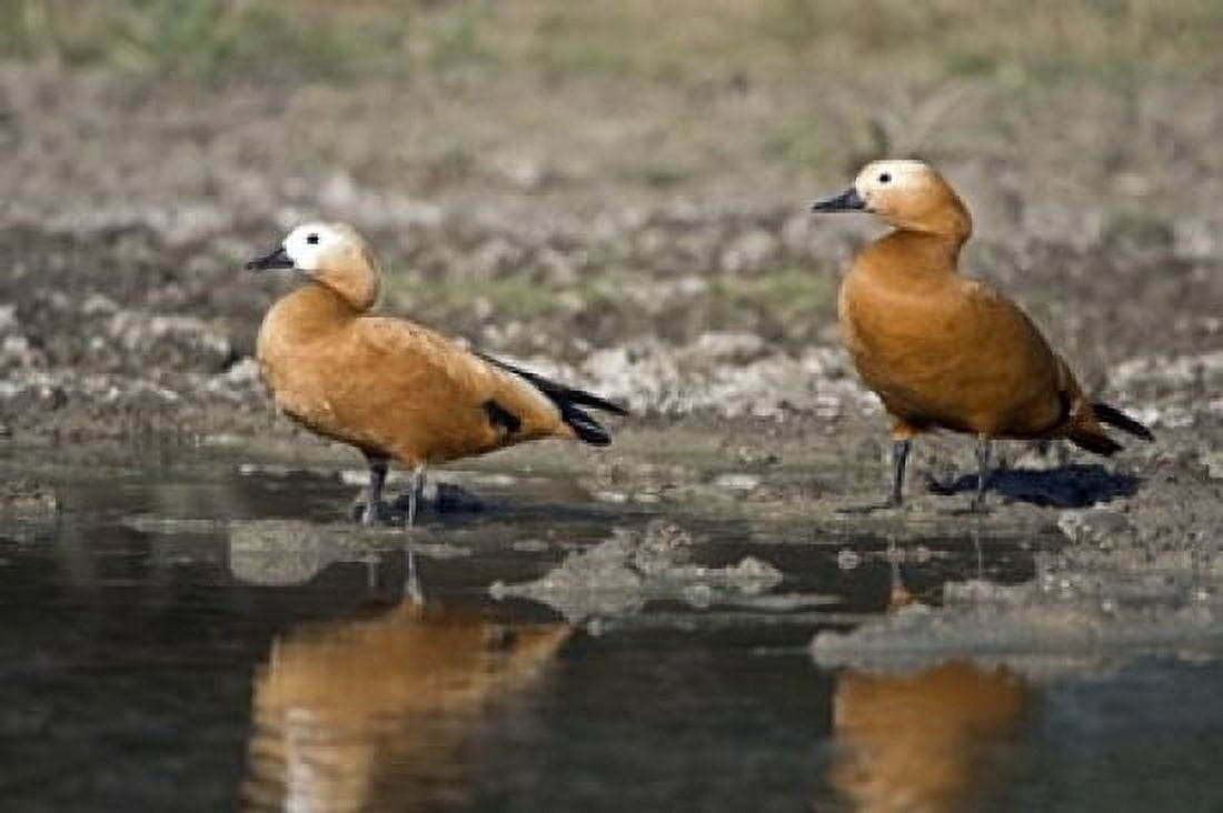 Close-up of two Ruddy shelduck (Tadorna ferruginea) in water Keoladeo National Park Rajasthan India Canvas Art - Panoramic Images (16 x 11)