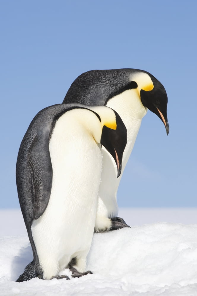 Close up of two adult Emperor Penguins (Aptenodytes forsteri) Snow Hill Island Antarctica Canvas Art - Daisy Gilardini Design Pics (12 x 19)