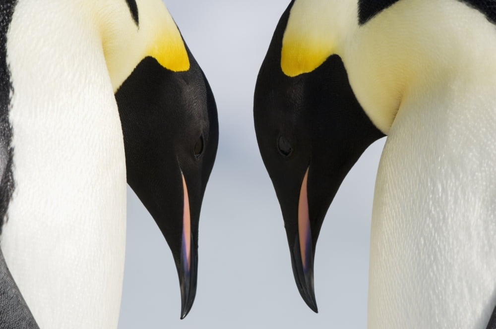 Close up of two adult Emperor Penguins (Aptenodytes forsteri) Snow Hill Island Antarctica Canvas Art - Daisy Gilardini Design Pics (38 x 24)