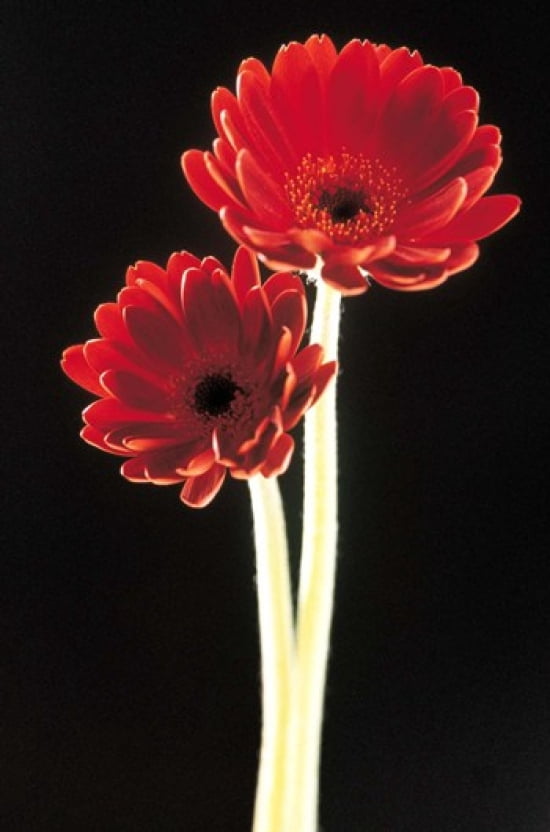 Close up of two deep red flowers with white stems on black background Canvas Art - Panoramic Images (24 x 36)