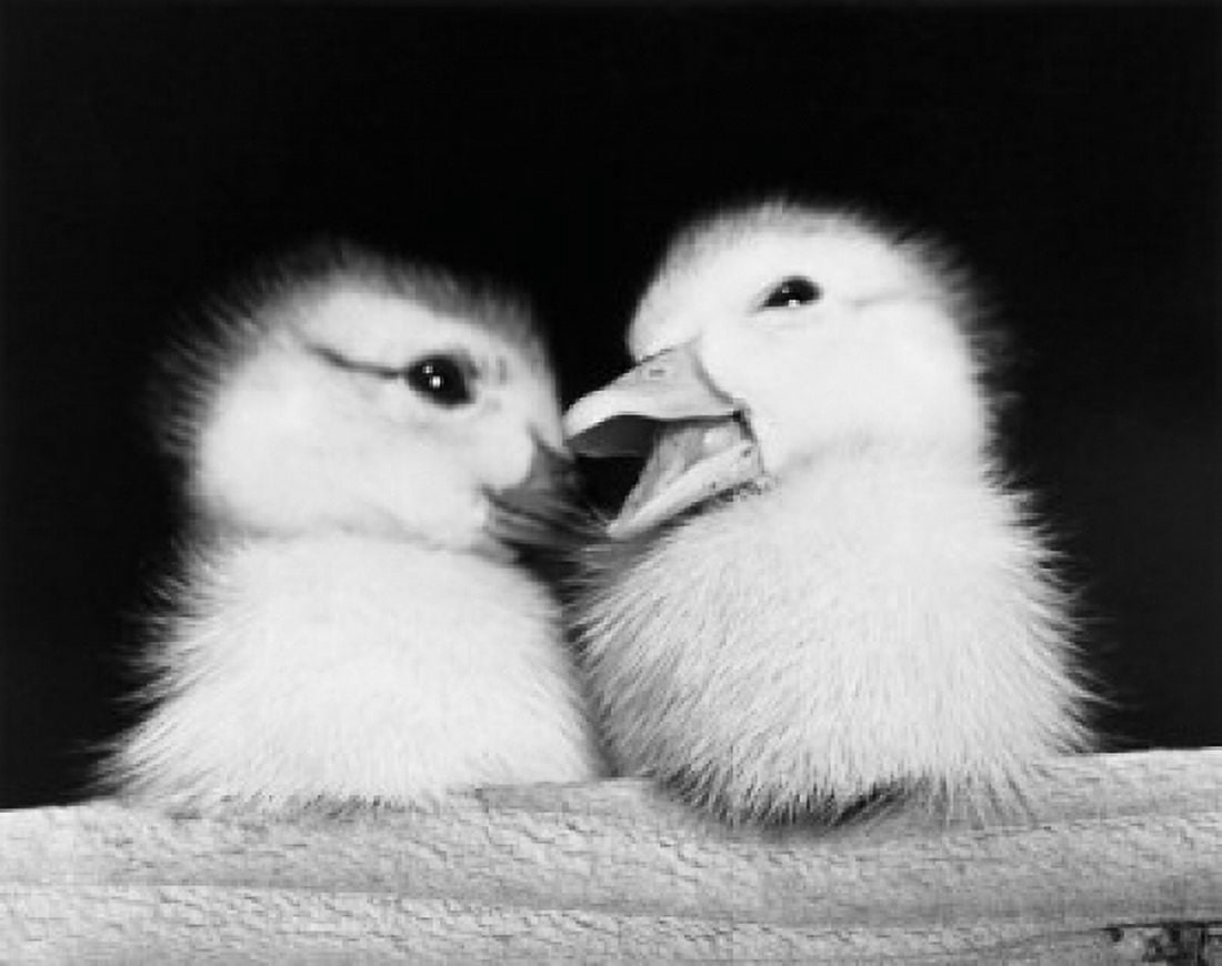 Close-up of two ducklings Canvas Art -  (18 x 24)