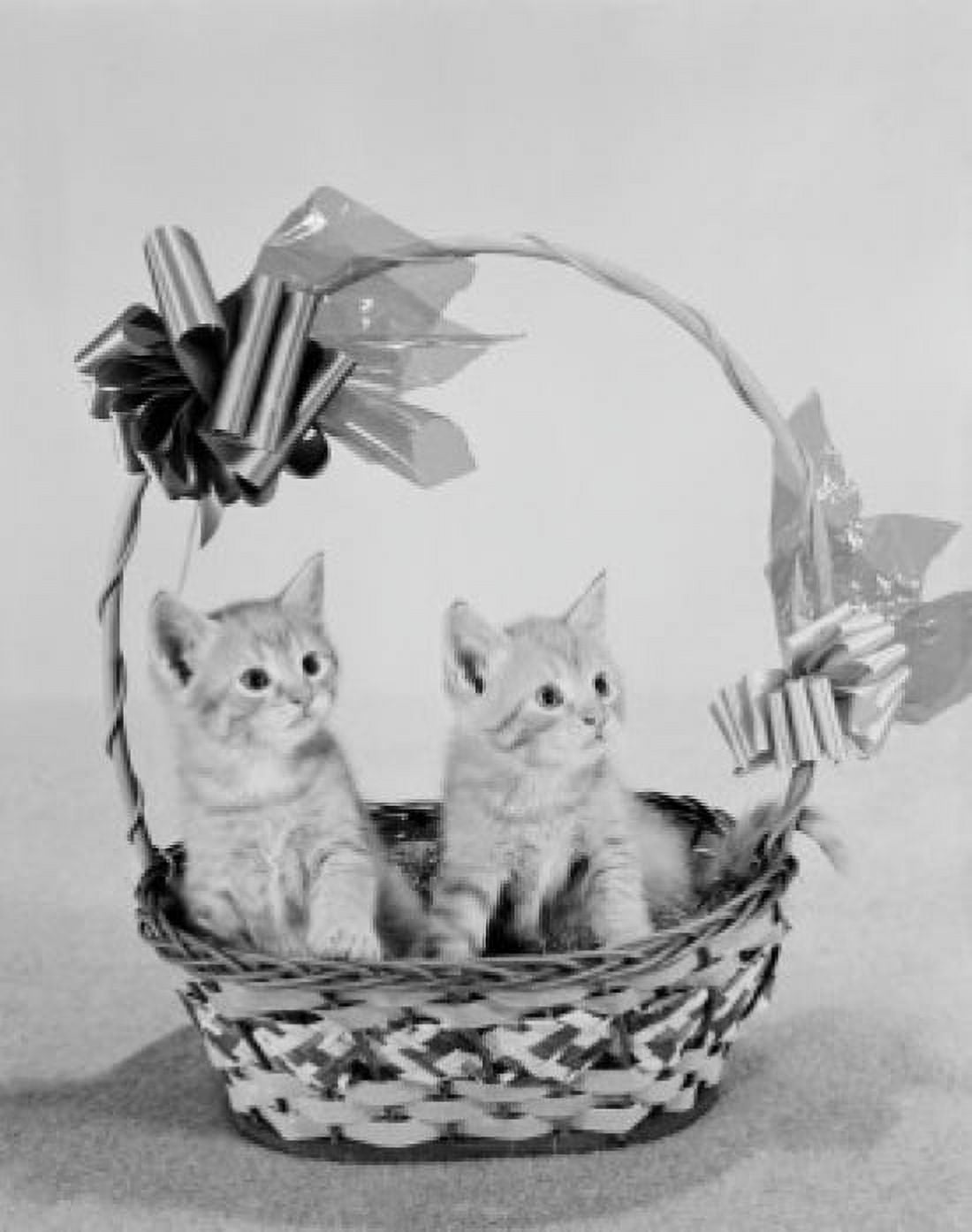 Close up of two kittens in basket Canvas Art - (24 x 36)
