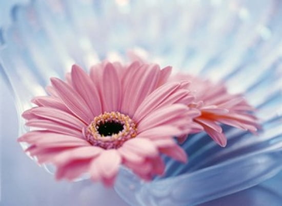Close up of two pink gerbera daisies in water ripples Canvas Art - Panoramic Images (36 x 27)