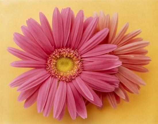 Close up of two pink zinnias on yellow gold background Canvas Art - Panoramic Images (36 x 29)