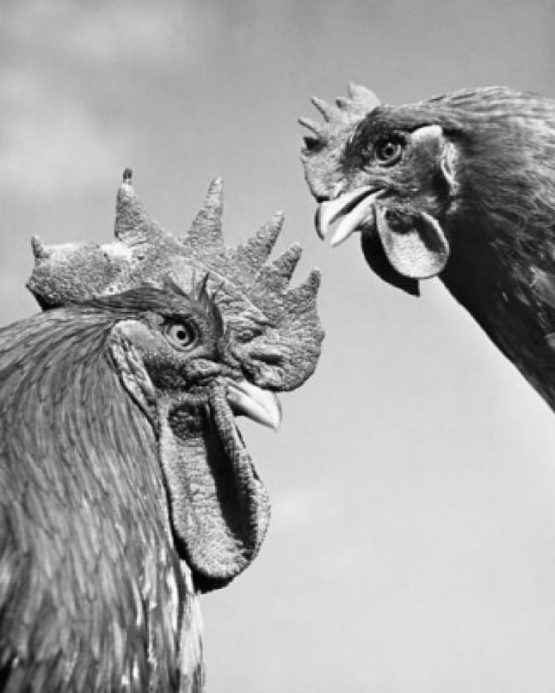 Close-up of two roosters Canvas Art - (18 x 24)
