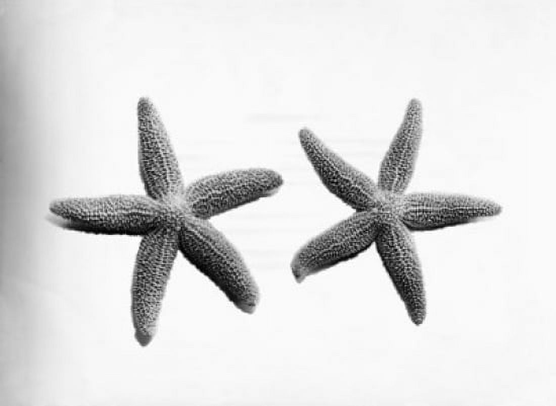 Close-up of two starfish Canvas Art - (18 x 24)