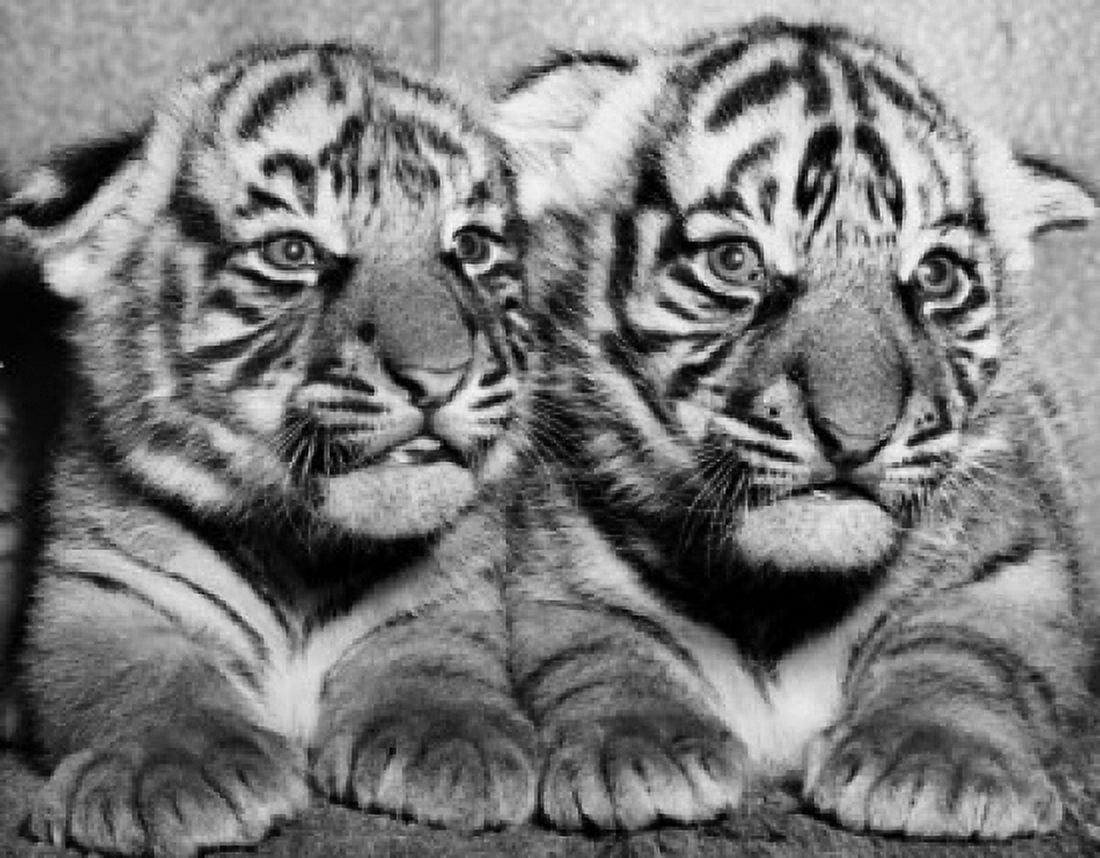 Close-up of two tiger cubs in a zoo (Panthera tigris) Canvas Art - (18 x 24)