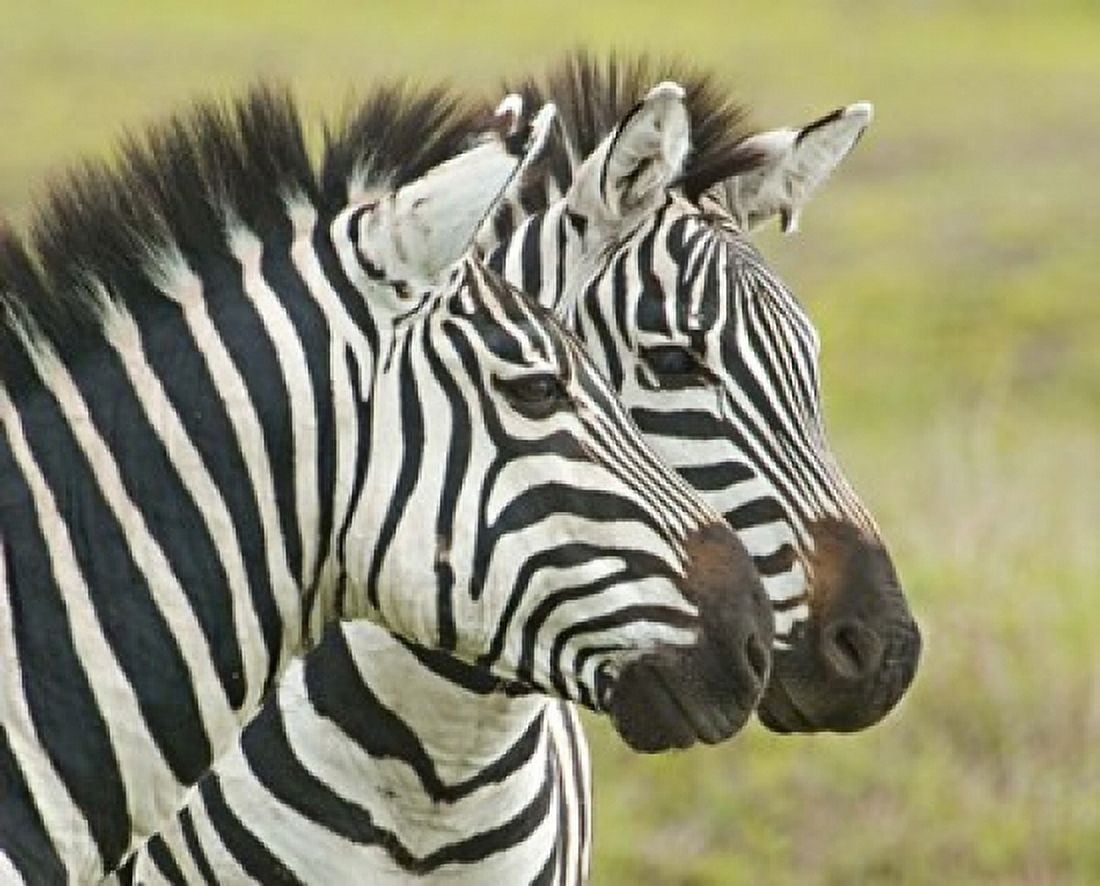 Close-up of two zebras Ngorongoro Conservation Area Arusha Region Tanzania (Equus burchelli chapmani) Canvas Art - Panoramic Images (16 x 13)