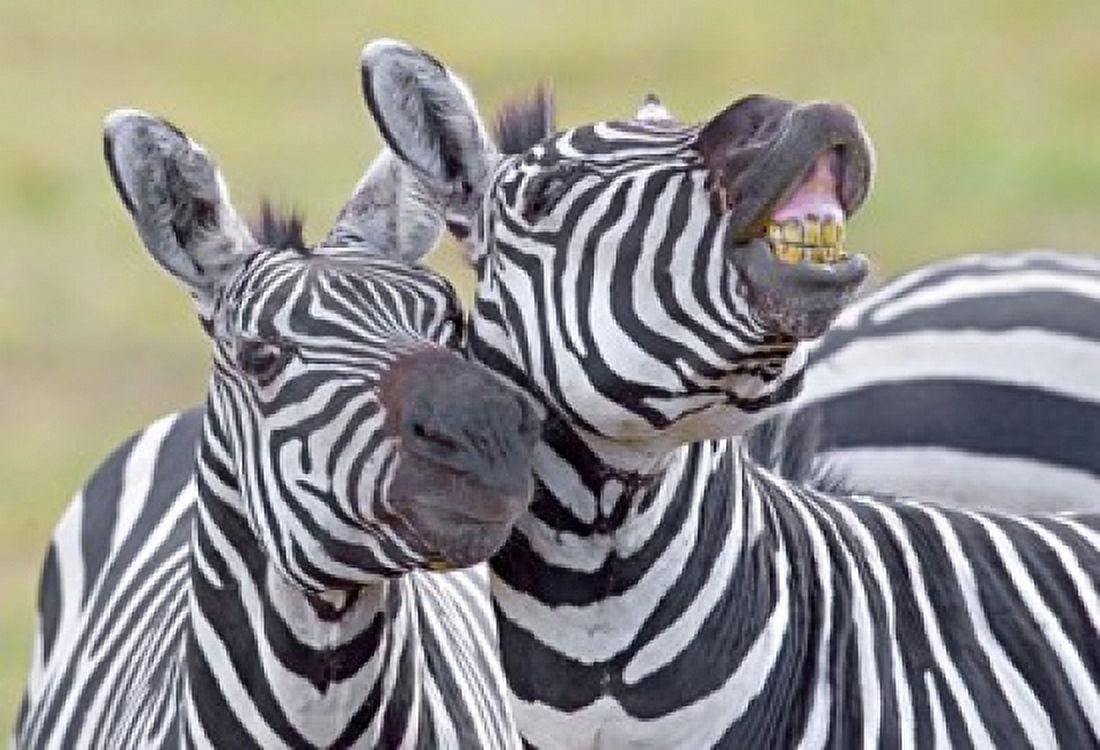 Close-up of two zebras Ngorongoro Crater Ngorongoro Conservation Area Tanzania Canvas Art - Panoramic Images (16 x 11)