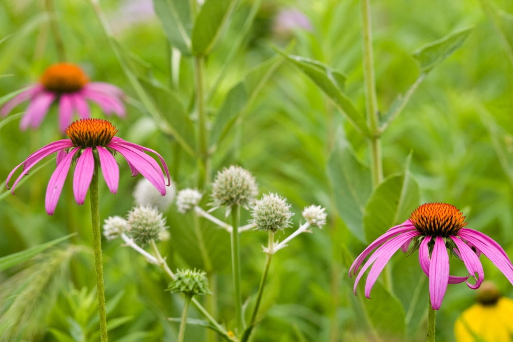 Close-up of various Coneflowers blooming in a garden Ballard Nature Center Effingham County Illinois USA Canvas Art - Panoramic Images (18 x 24)