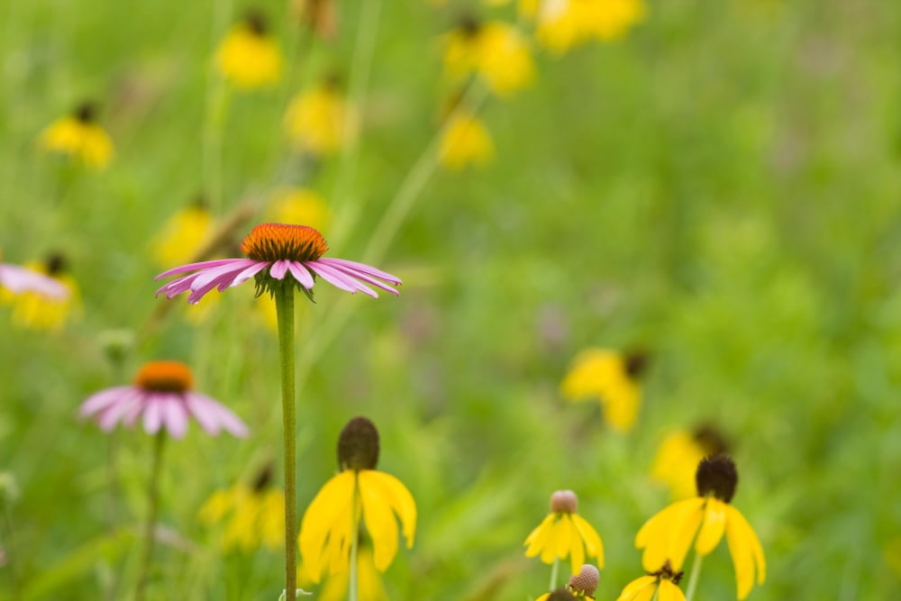 Close-up of various Coneflowers blooming in a garden Ballard Nature Center Effingham County Illinois USA Canvas Art - Panoramic Images (24 x 36)
