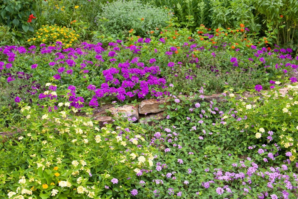 Close-up of various Lantana flowers in a garden Marion County Illinois USA Canvas Art - Panoramic Images (18 x 24)
