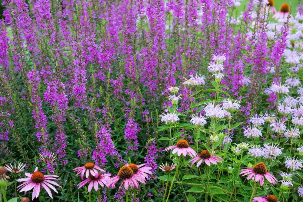 Close-up of various flowers in a garden Marion County Illinois USA Canvas Art - Panoramic Images (18 x 24)