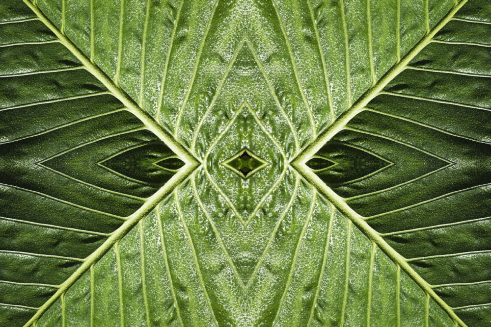 Close up of vein patterns in leavesGold coast queensland australia Canvas Art - Marcos Welsh Design Pics (38 x 24)