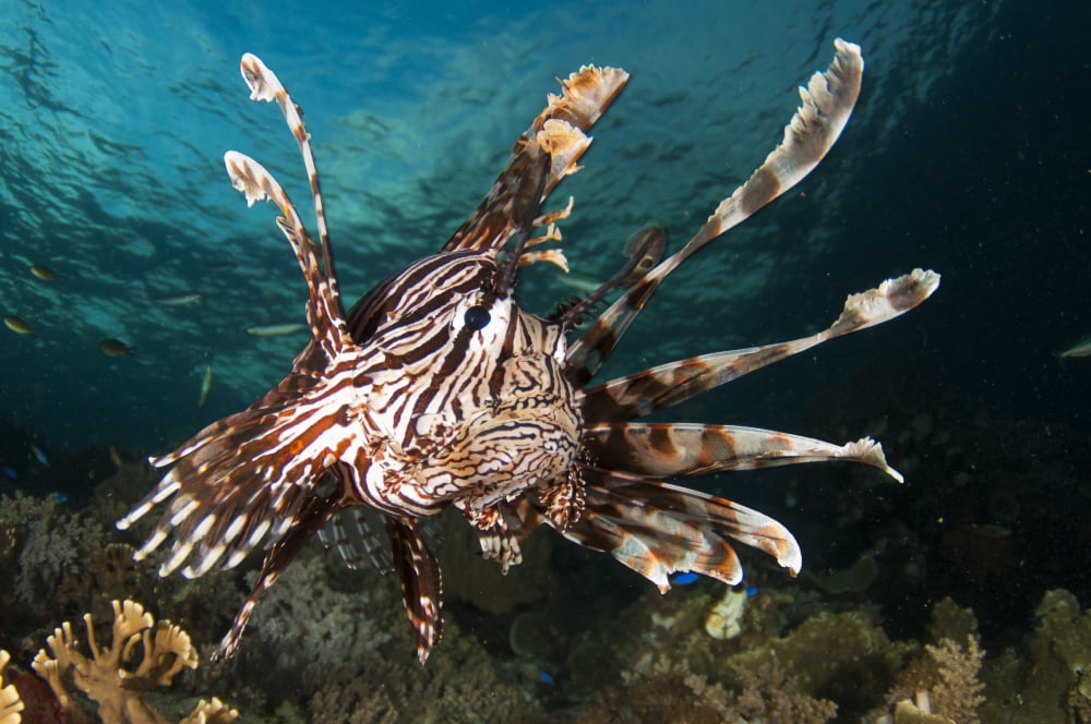 Close-up of view of a lionfish Raja Ampat West Papua Indonesia Canvas Art - Steve JonesStocktrek Images (18 x 12)