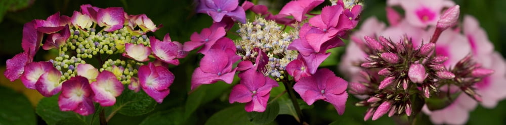 Close-up of violet flowers shrinking Canvas Art - Panoramic Images (36 x 12)