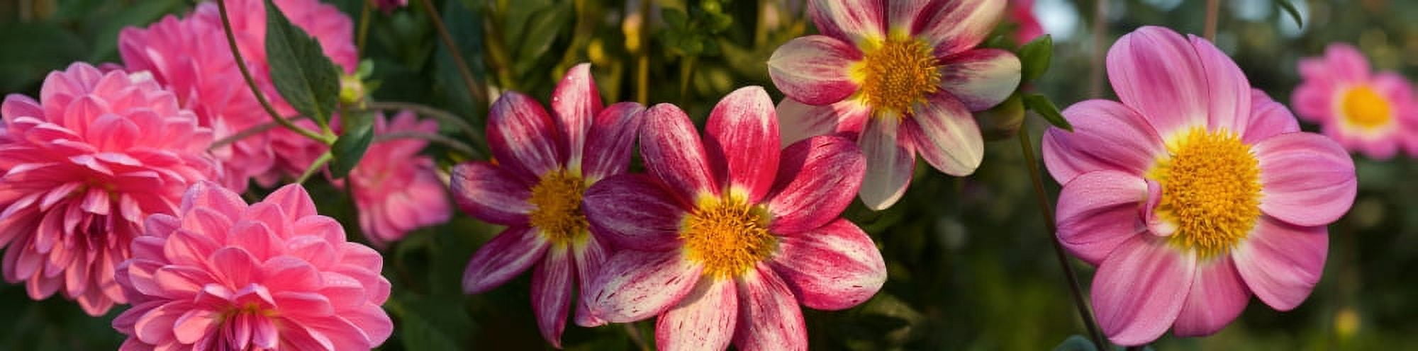 Close-up of warm flowers Canvas Art - Panoramic Images (27 x 9)