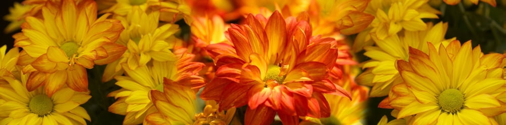 Close-up of warm flowers Canvas Art - Panoramic Images (36 x 12)