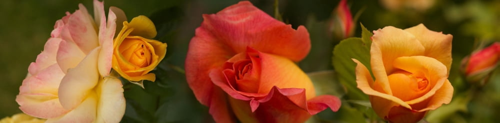 Close-up of warm roses on plant Canvas Art - Panoramic Images (36 x 12)