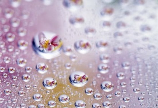 Close up of water droplets with flower reflected in centers Canvas Art - Panoramic Images (24 x 17)